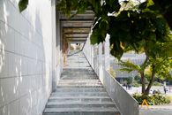 Green Leaf Tree on Gray Concrete Pathway