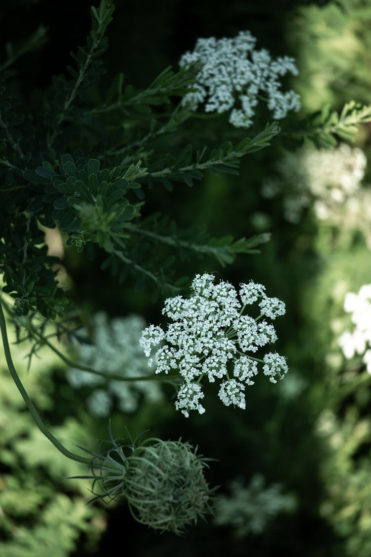 Angelica Genuflexa, Kneeling Angelica Plant On A Field 