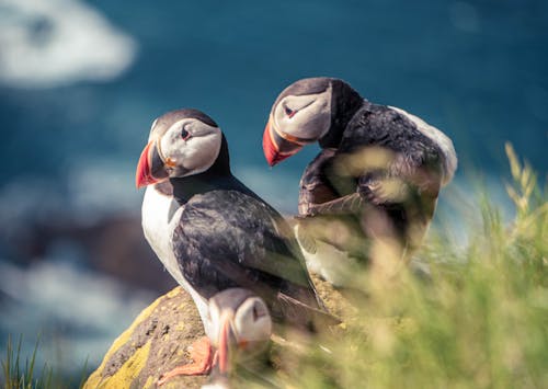 Free Puffin Birds on Rock Stock Photo