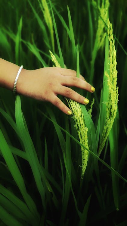 Person Holding Green Wheat Plant