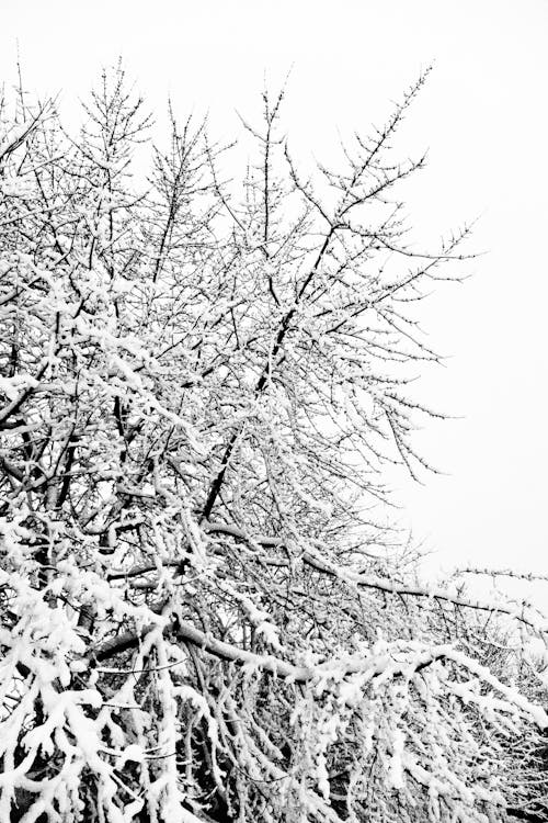 Grayscale Photo of Snow Covered Tree Branches