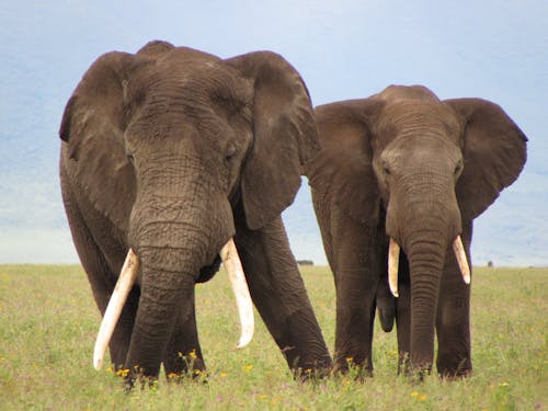 Elephants on Green Grass Field