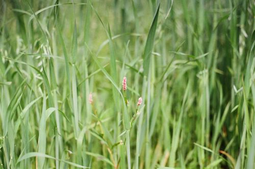 Free A serene close-up image highlighting green grass and small pink flowers swaying gently in nature. Stock Photo