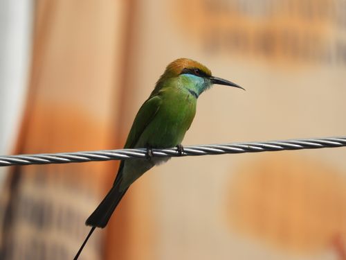 Free Close-up of a vibrant green bee-eater bird perched on a wire with a blurred background, showcasing its vivid colors and sharp features. Stock Photo