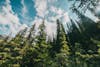 Free Low-Angle Shot of Trees in the Forest Stock Photo