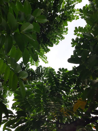 Developmental milestones