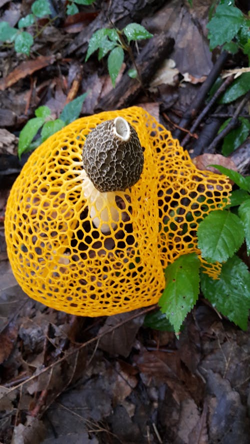 Free Close-up of Mushroom Growing on Ground Stock Photo