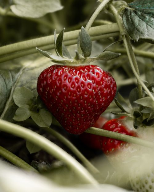 Free Close-up of a vibrant ripe strawberry surrounded by green leaves, showcasing natural freshness. Stock Photo