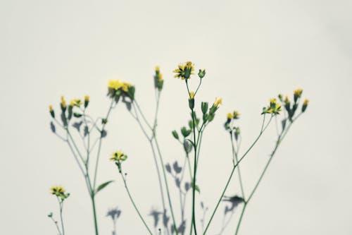 Yellow Flower Buds in Close-up Photography