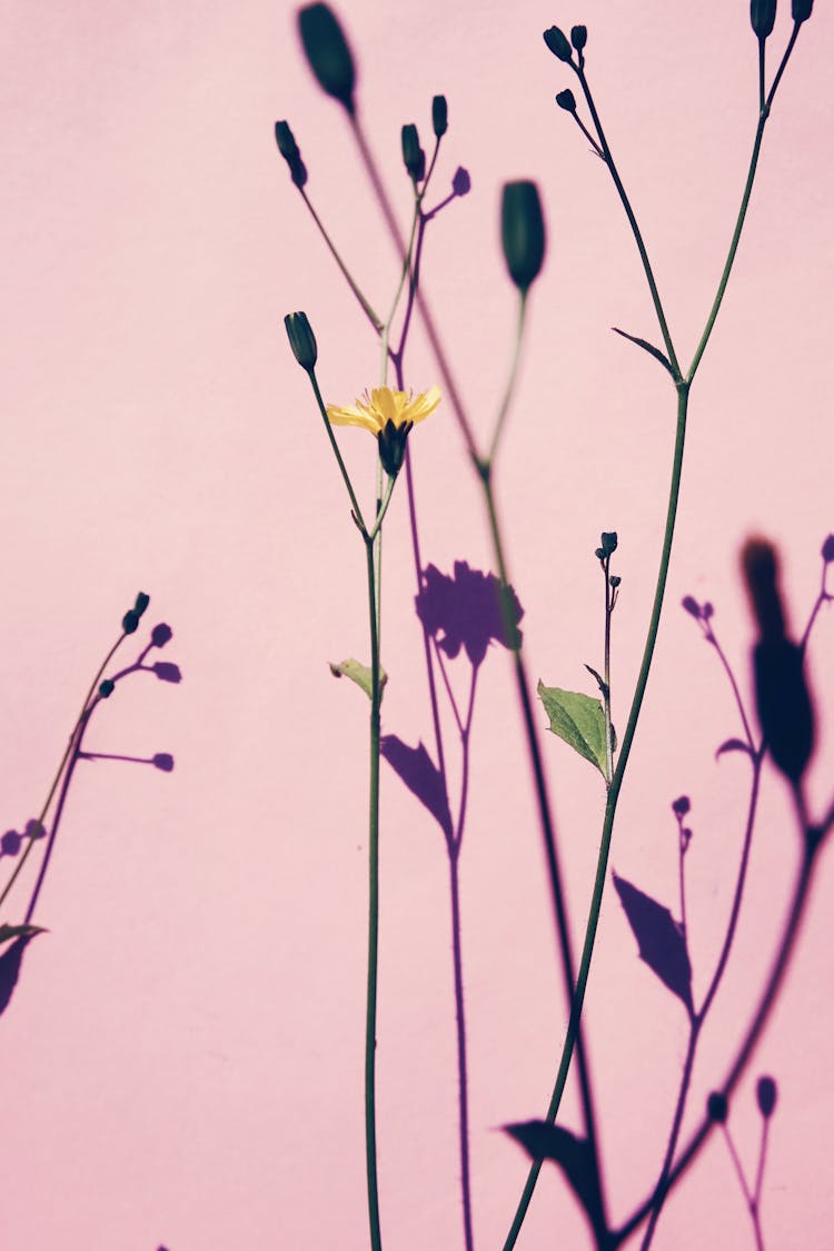 Close-up Of Flowers With Shadows On The Wall