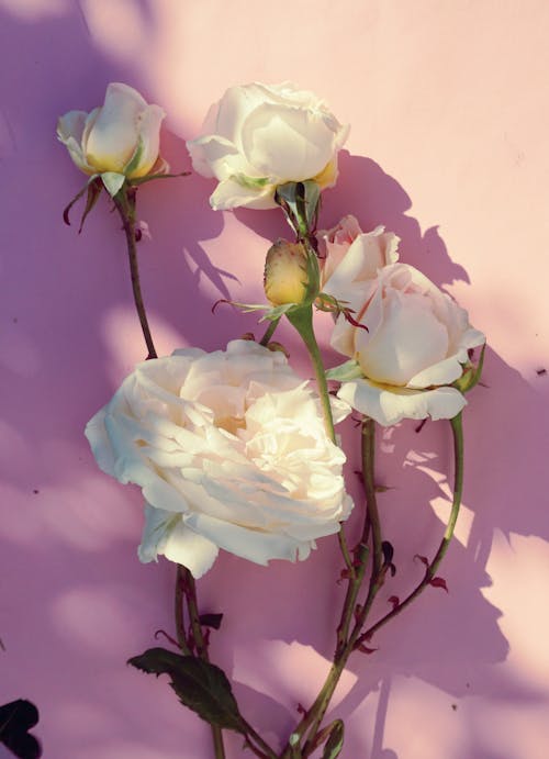 Free White Roses on Pink Background Stock Photo