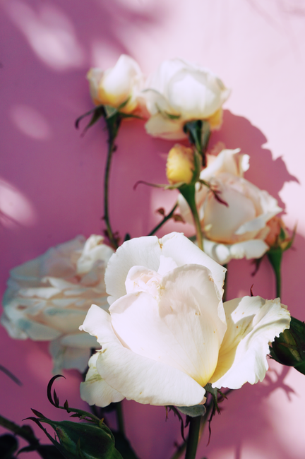 Close-up of white roses with a pink backdrop creating a romantic floral scene.