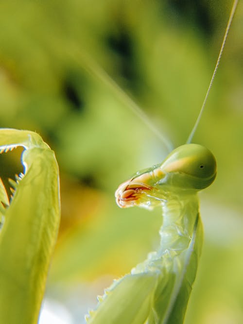 Foto d'estoc gratuïta de a l'aire lliure, animal, biologia