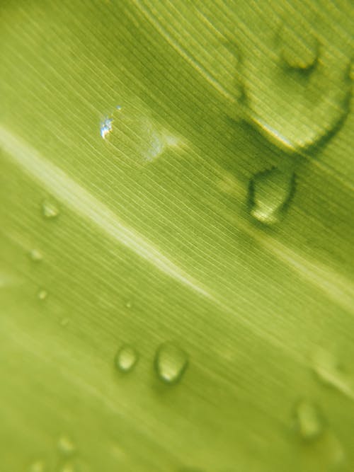 Water Droplets on Green Leaf