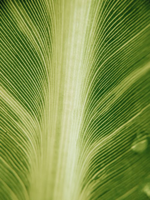 Macro Photography of a Leaf