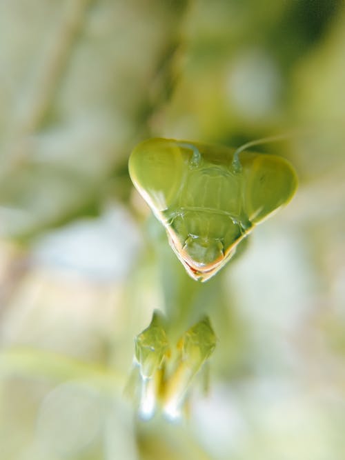 Ücretsiz açık hava, Biyoloji, böcek içeren Ücretsiz stok fotoğraf Stok Fotoğraflar