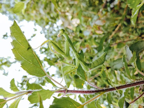 Green Praying Mantis on Branch