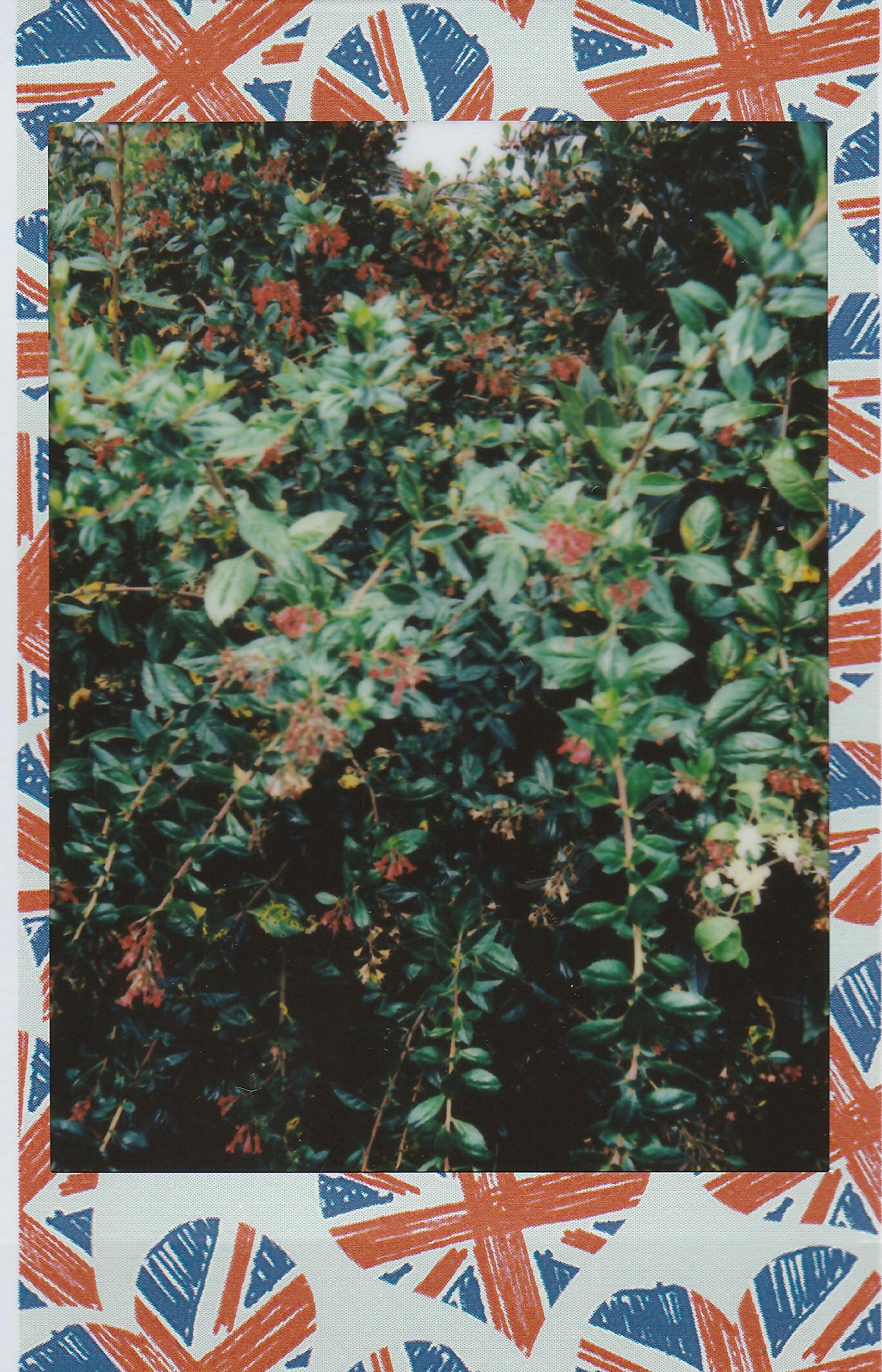 A polaroid picture of a leafy bush framed with a Union Jack border.