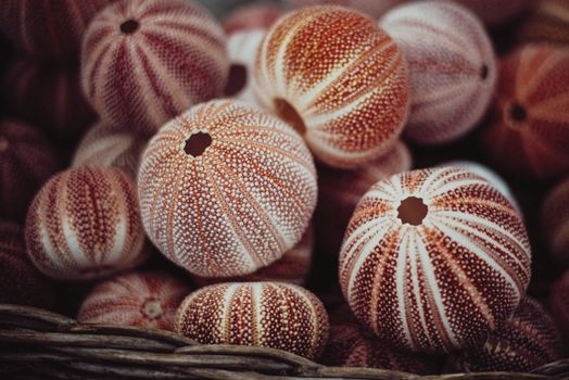 Pile of decorative sea urchin shells