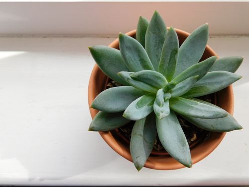 Free Top view of a green succulent in a terracotta pot on a white surface, ideal for home decor. Stock Photo