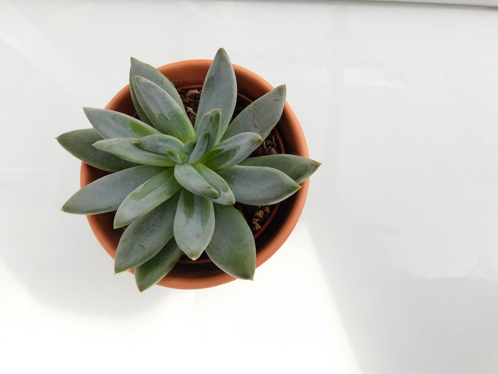 Potted Plant on White Surface