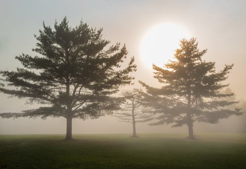 Free Silhouette of Trees During Sunrise Stock Photo