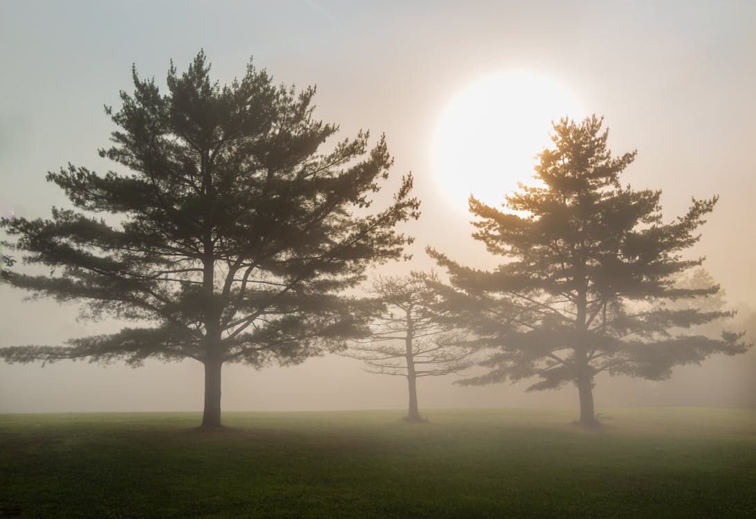 Silhouette of Trees During Sunrise