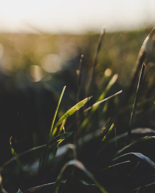 Green Grass in Close-up Photography