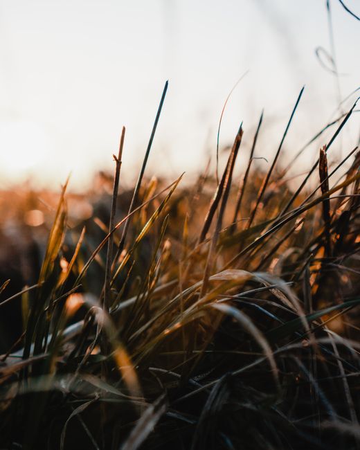 A captivating close-up of grass blades illuminated by the soft glow of sunset in a field.