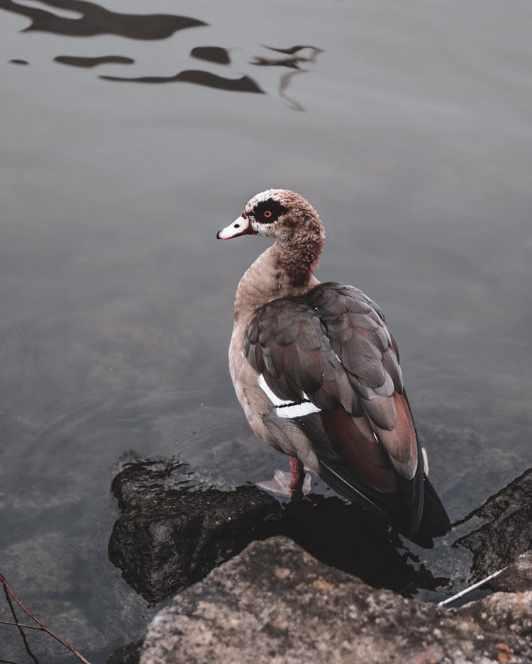 Duck On A Rock In A River