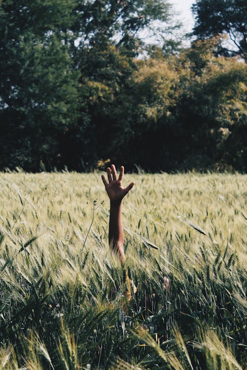 Raising Hand on the Wheat Field