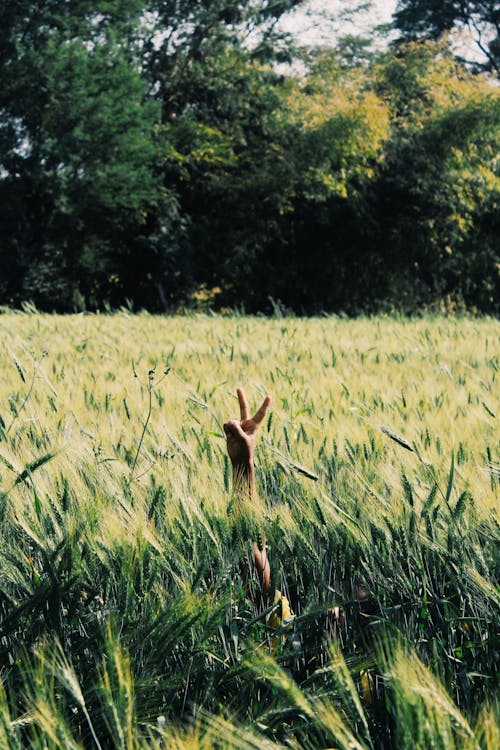 Peace Hand Gesture on the Grass Field