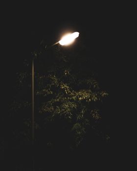 在德国的夜晚，一盏路灯照亮了一棵树，营造出黑暗而喜怒无常的氛围