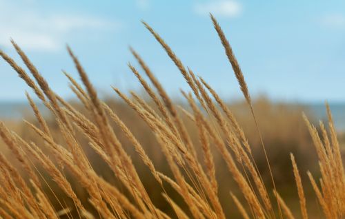 Free Close-up of golden wheat swaying under a clear blue sky, symbolizing agriculture and serenity. Stock Photo