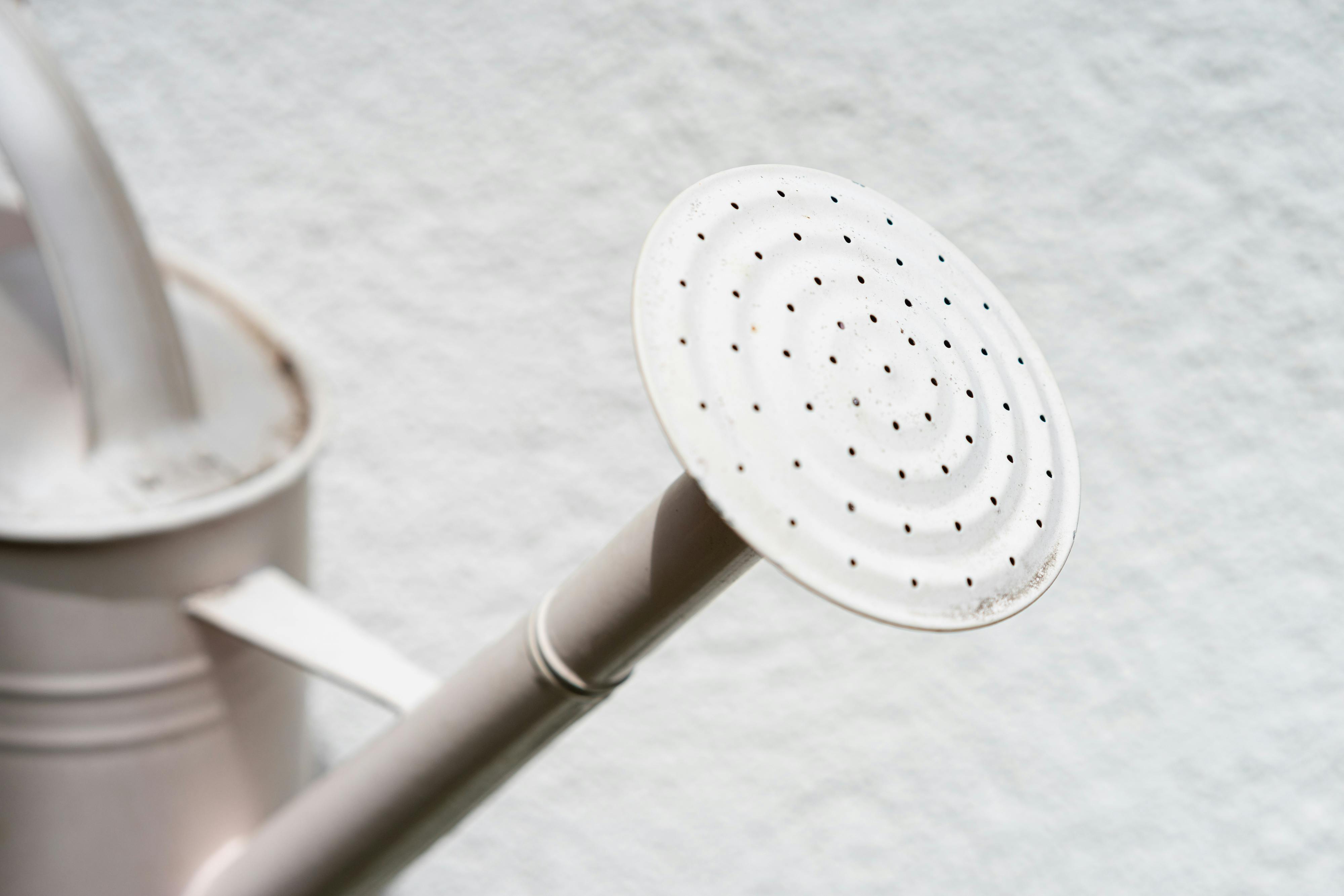The 14 Best Amazon Gardening Tools, According To Customers — Photo by Markus Winkler on Pexels