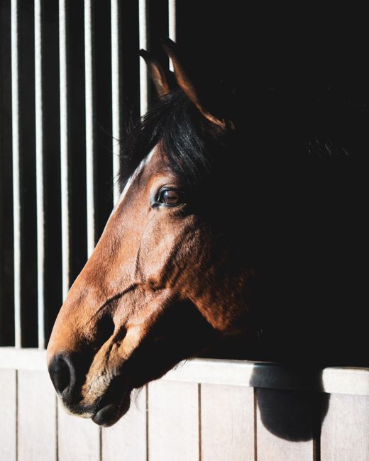 A brown horse in a stable, beautifully lit, showcasing its serene expression and natural beauty.