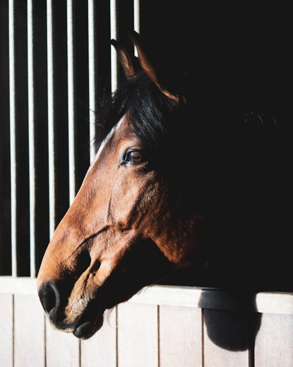 Foto profissional grátis de cabeça de animal, cabeça de cavalo, castanho