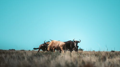 Herd of Wildebeests Grazing on a Grass Field