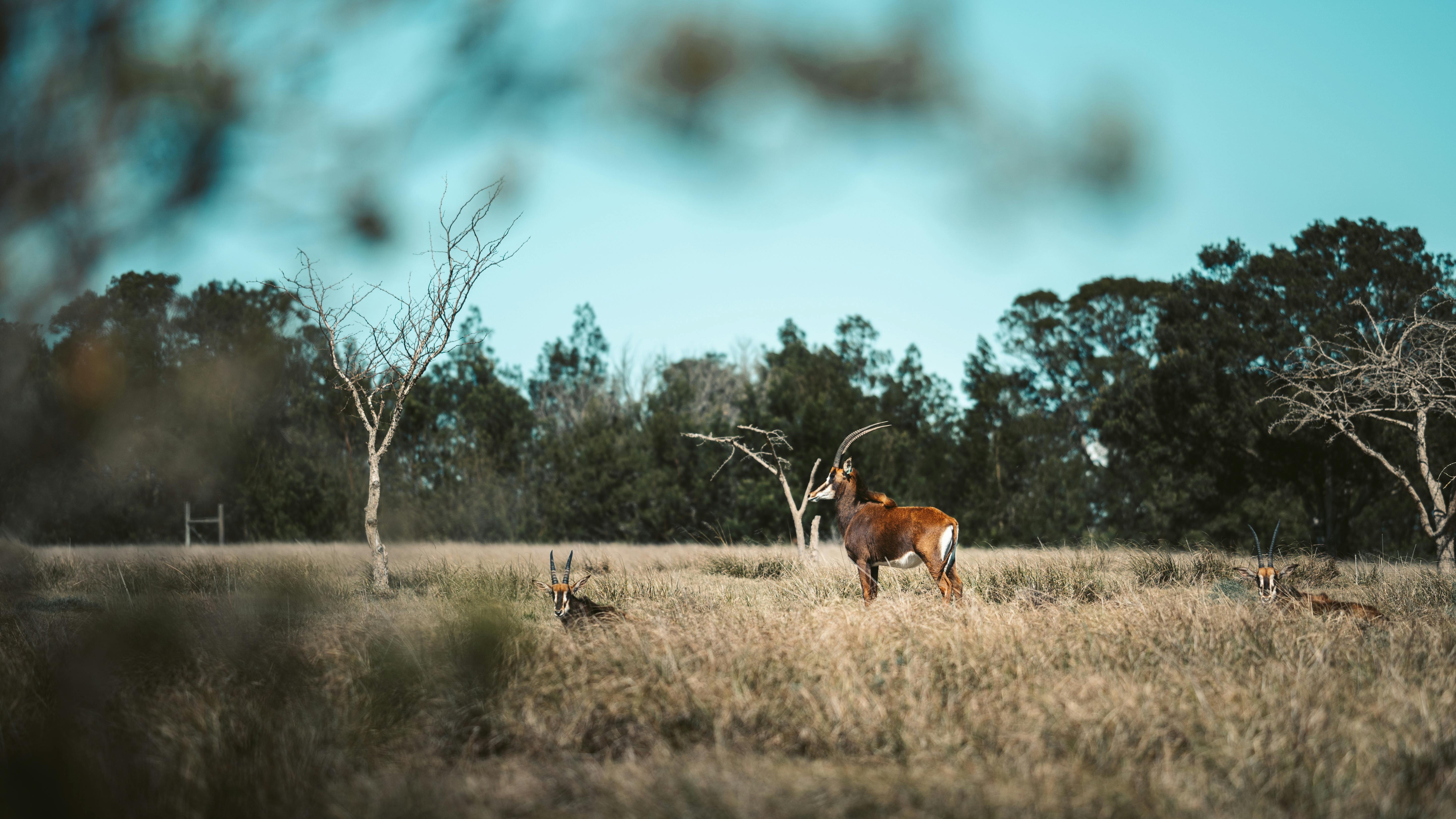 Brown Deer on Brown Grass Field · Free Stock Photo