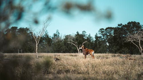 Kostenlos Kostenloses Stock Foto zu afrika, antilope, bäume Stock-Foto