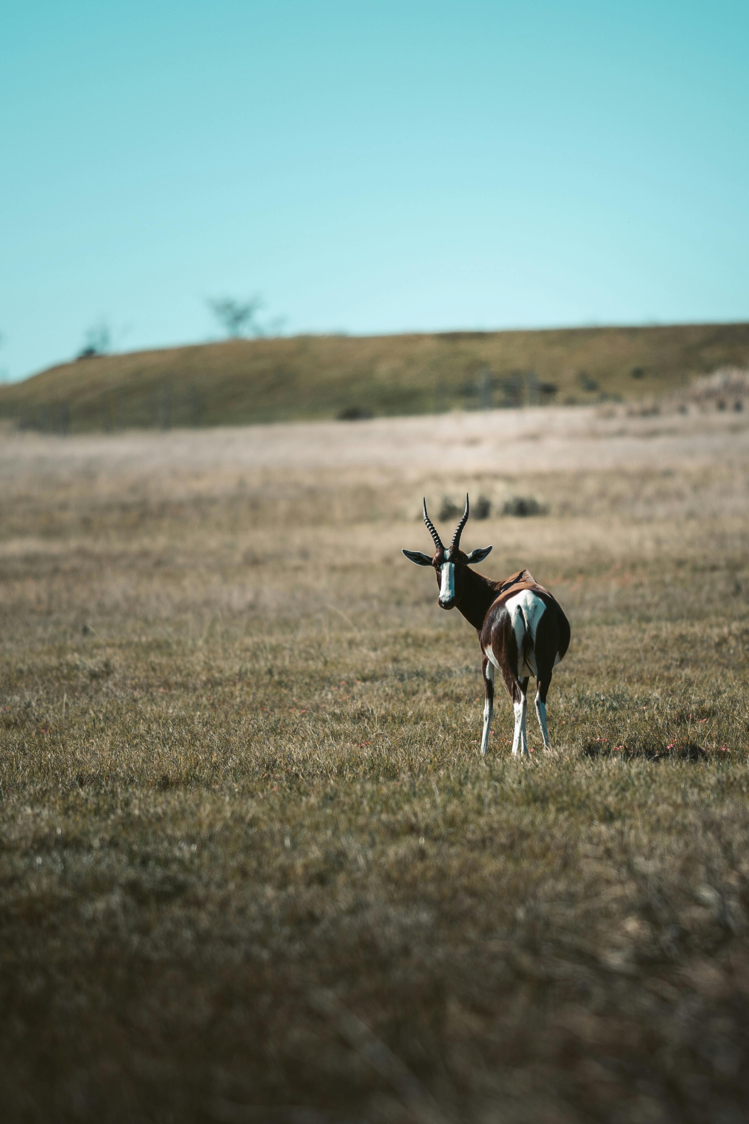 grátis Blesbok Em Um Campo De Grama Foto profissional