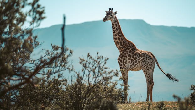 Tall giraffe in South African savannah with mountain backdrop, captured in subtle hues.