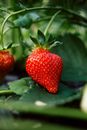 Red Strawberry Fruit on Green Leaves