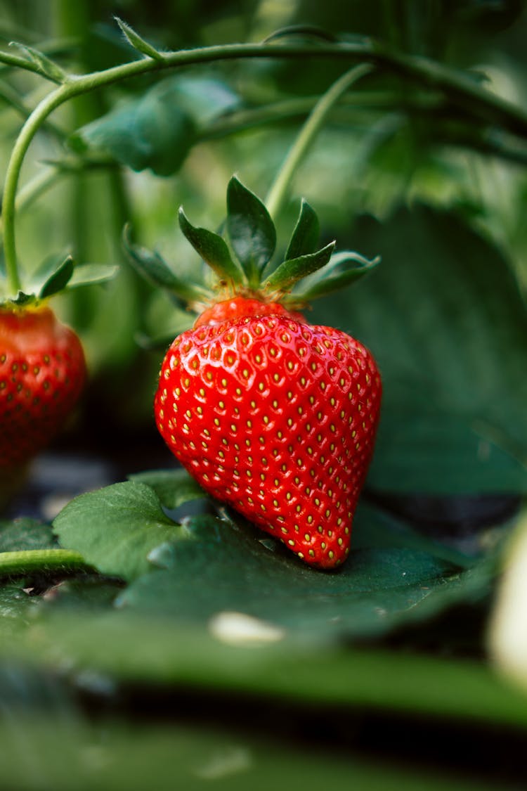 Close-up Of Strawberry Growing On Bush