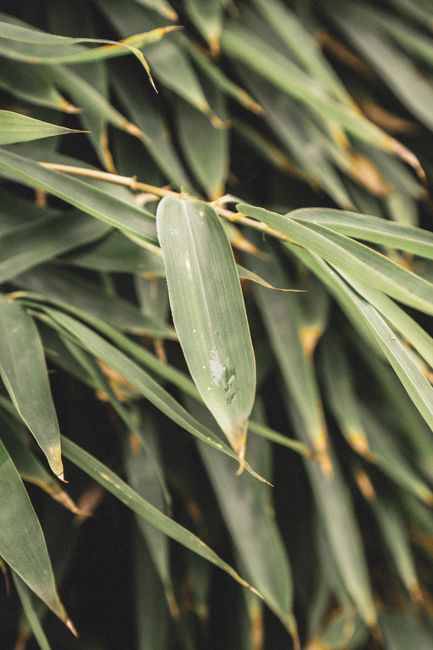 Detailed shot of fresh green bamboo leaves with a water droplet in focus.