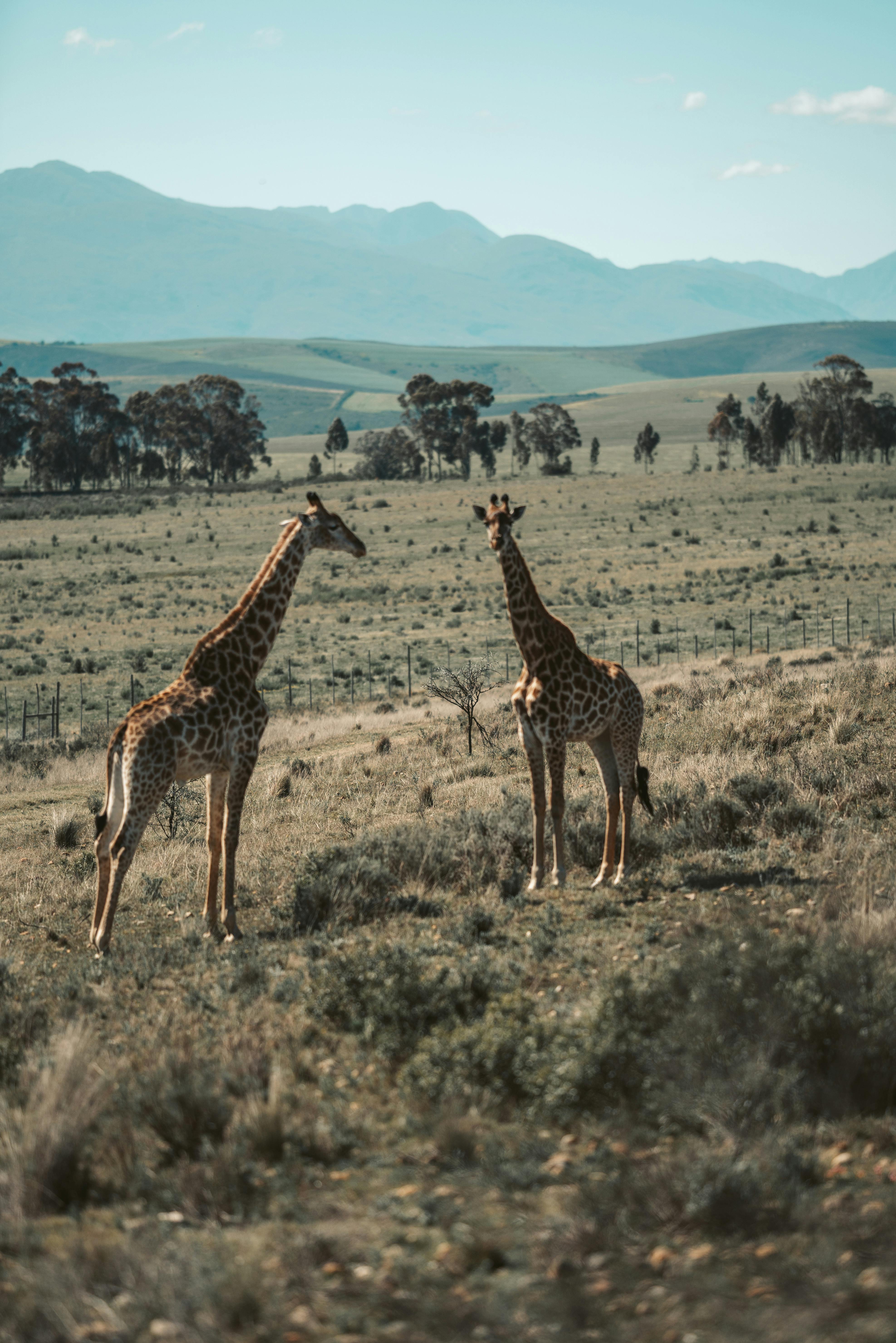 Two giraffes in the wild grassland of South Africa with distant mountains.