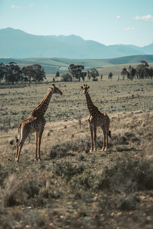Giraffe Standing on Brown Grass Field