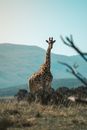 在南非的田野上，一只孤独的长颈鹿优雅地站立着，背景是山脉
