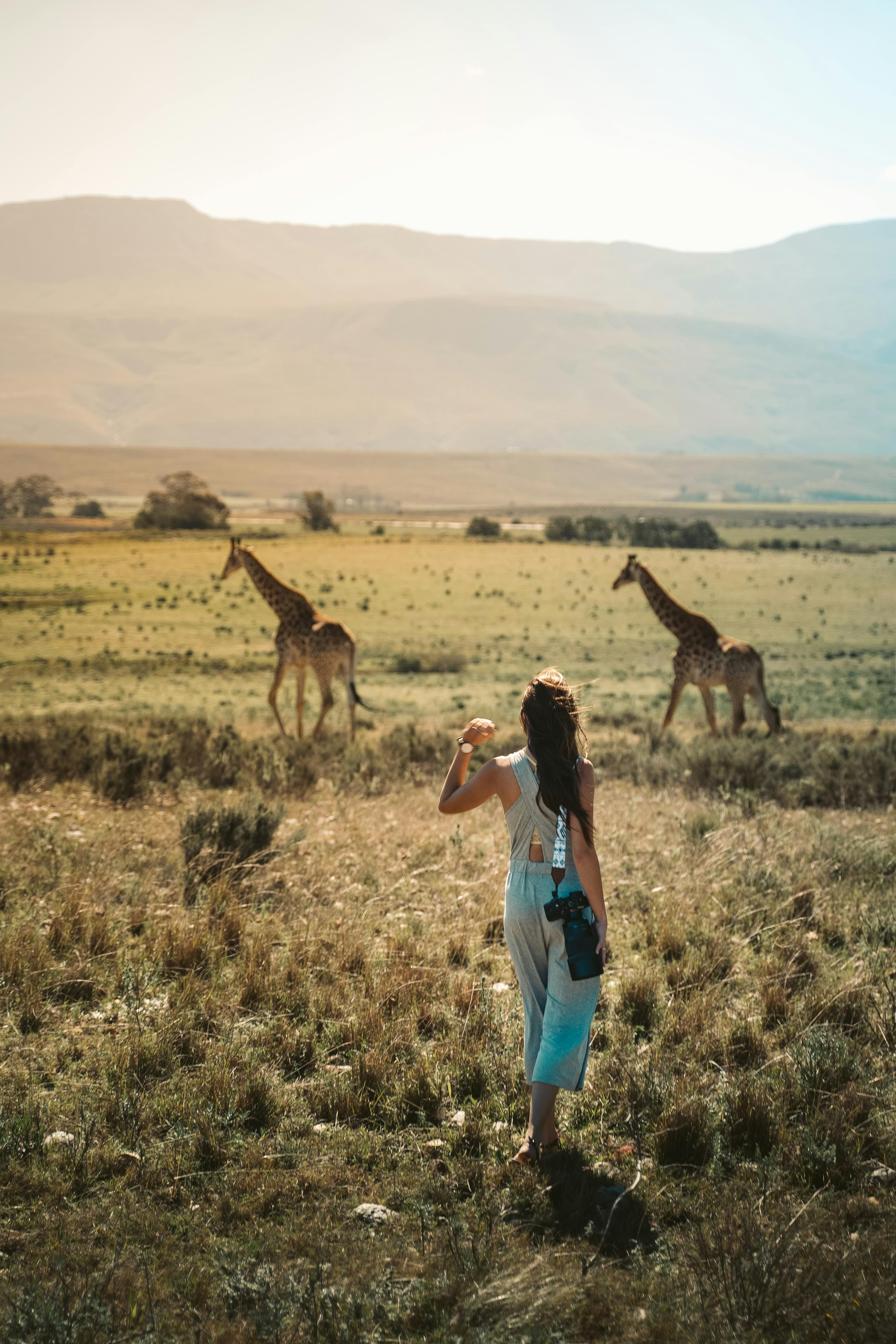 back view of a woman in a grass field near giraffes
