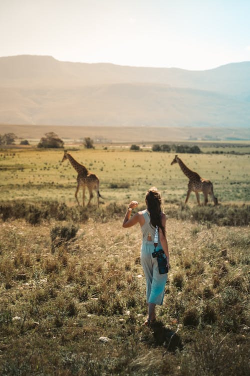 Back View of a Woman in a Grass Field near Giraffes